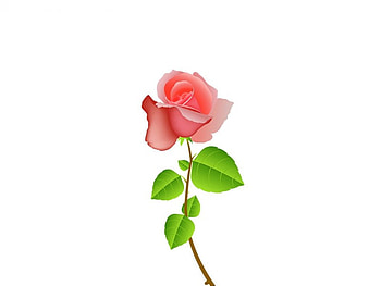 Pink-Rose, , Pink, Cool, Rose HD wallpaper