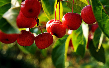 The Chinese, Apple Trees HD wallpaper