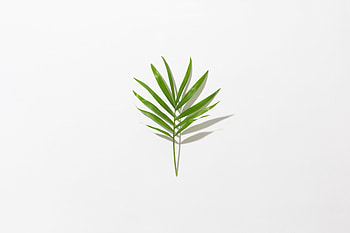 Minimalism, Branch, Leaflet HD wallpaper