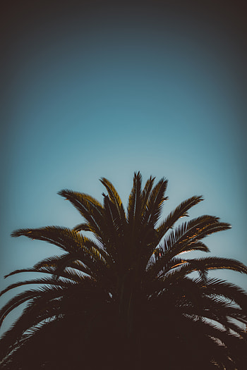 Plam tree, sky, sunset HD phone wallpaper