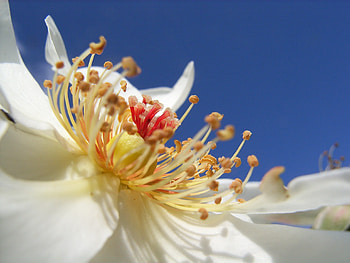 Flower, Macro, Rose Flower, Rose, Stamens, Pollen HD wallpaper