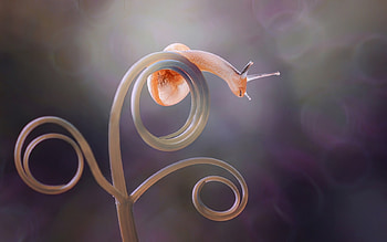 Snail, bokeh, swirl, cute, nature, luminos, orange, macro HD wallpaper
