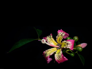 Plants, Flowers, Background HD wallpaper