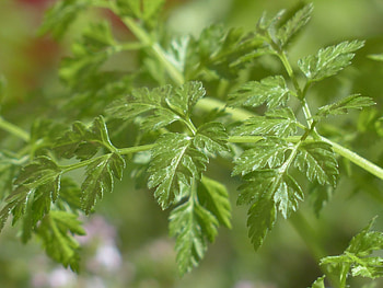 Chervil, Basic calories HD wallpaper