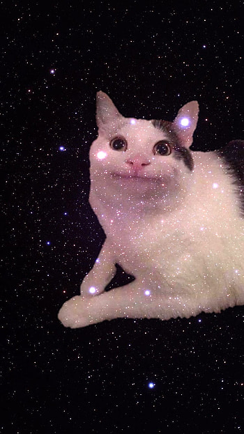 Meme Cat, Bongo Cat Meme HD phone wallpaper