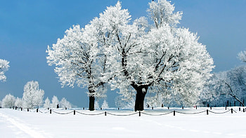 Winter wonderland, Frozen beauty, Windows 7 theme, Magical snow HD wallpaper