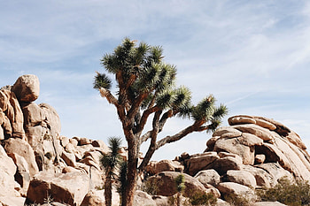 Joshua Tree, Baby Joshua trees, Modern adventure, Natural cycle HD wallpaper