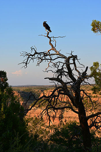 Nature, Canyon, Bird, Wood, Tree, Raven HD phone wallpaper