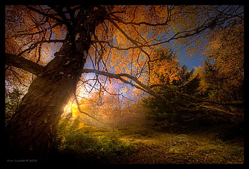 Last light, setting sun, leaves, color, branches, trees, autumn, evening HD wallpaper
