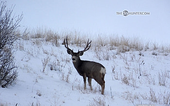 ... large mule deer buck in snow HD wallpaper