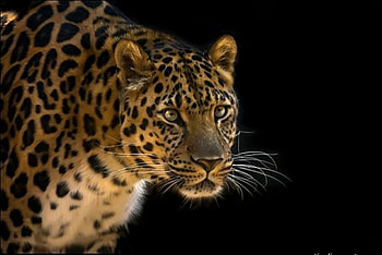 ALARMED LEOPARD, leopard, wildlife, cat, beautiful, pattern HD wallpaper