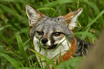 Gray Fox, Urocyon littoralis species, Island gray fox, Coastal fox variation HD wallpaper