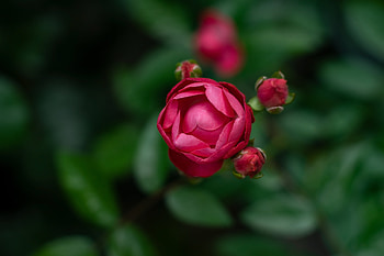 Flowers, Rose Flower, Rose, Bud, Blur, Smooth HD wallpaper