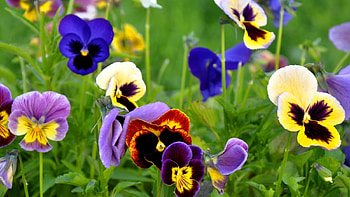 Plants, Flowers HD wallpaper