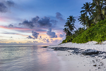 Nature, Beach, Sand, Palms, Ocean HD wallpaper