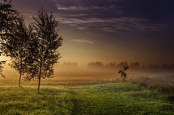 Serene sunrise landscape with mist over a lush field in Ikšķile, Latvia. HD wallpaper