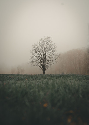 Landscape, Nature, Grass, Autumn, Wood, Tree, Fog HD phone wallpaper