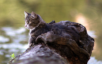 Animals, Rivers, Cat, To Lie Down, Lie, Log, Watch, To Watch HD wallpaper