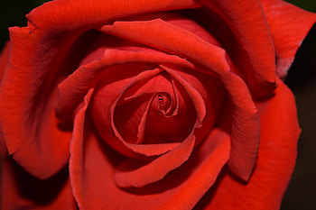 Flowers, Flower, Macro, Rose Flower, Rose, Petals HD wallpaper