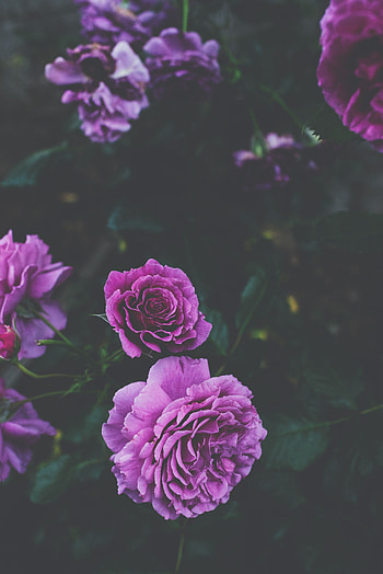 Flowers, Roses, Violet, Bush, Purple, Buds HD phone wallpaper