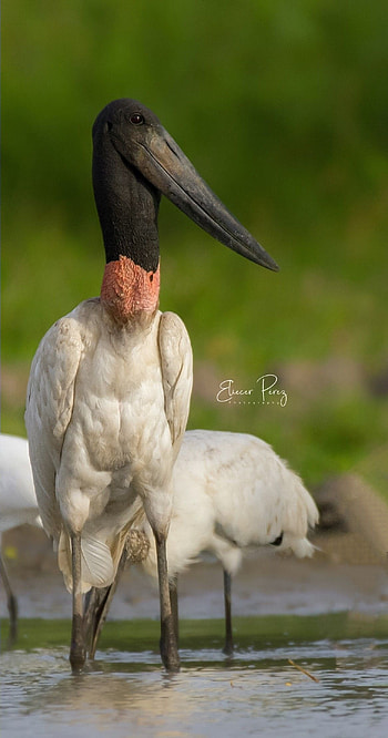Jabiru, Majestic bird, South American wetlands, Long beak HD phone wallpaper