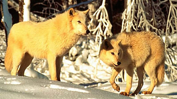 White Mates, wildlife, pups, animals, white wolf, snow, nature, grey wolf HD wallpaper