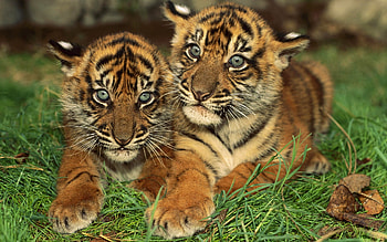 Animals, Tigers HD wallpaper