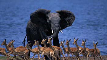 Wildlife Africa, Elephant, Pygmy antelope, Ultra HD wallpaper