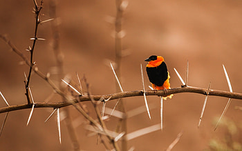 Bird graphy, birds, graphy HD wallpaper