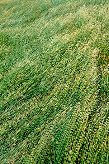 Nature, Grass, Wind HD phone wallpaper
