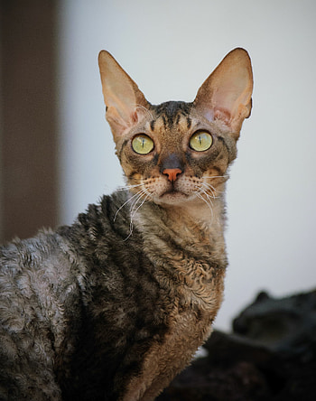 Devon Rex, Small cats, Munchkin, Singapura, Siamese HD phone wallpaper