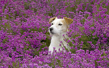 *** Dog on the meadow ***, dog, animal, dogs, animals HD wallpaper