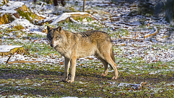 Wolf, animal, winter, snow HD wallpaper