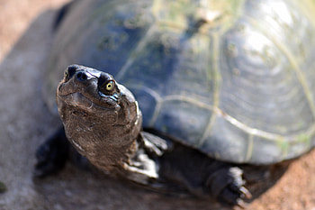 Animals, Muzzle, Carapace, Shell, Turtle HD wallpaper