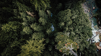 Nature, Rivers, Trees, View From Above, Forest HD wallpaper
