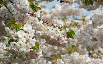 Plants, Flowers HD wallpaper