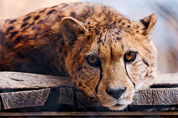 Animals, Cheetah, Muzzle, Predator, Sight, Opinion HD wallpaper