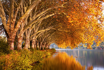 Lake, bay of lake, autumn, tree HD wallpaper