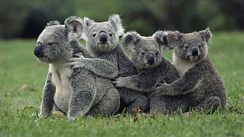 Animals, Koalas HD wallpaper