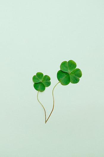 Minimalist of two clover leaves symbolizing luck and simplicity on a soft green background. HD phone wallpaper