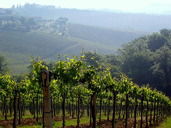 Chianti Vineyard, sky, hill, vine, grapes HD wallpaper