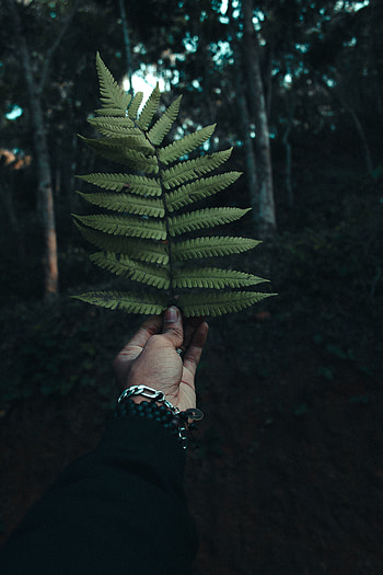 Hand, Miscellanea, Miscellaneous, Fern, Sheet, Leaf, Branch HD phone wallpaper