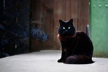 Cat, animal, kitten, pussy, purr HD wallpaper