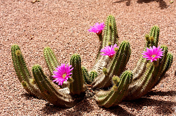 Flowers, Bloom, Flowering, Shadow, Cactus, Priming, Ground HD wallpaper