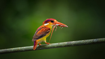 Kingfisher, branch, bird, red HD wallpaper