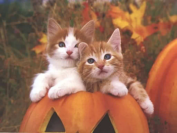 Pumkin Kittens, pumkins, halloween, jack-o-lanterns, animals, cats, kittens HD wallpaper