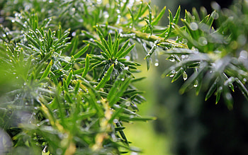Drops, Plant, Macro, Light, Light Coloured, Dew HD wallpaper