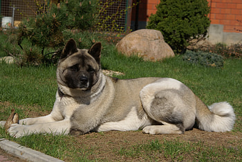 Animals, Grass, Dog, Color, American Akita Inu HD wallpaper