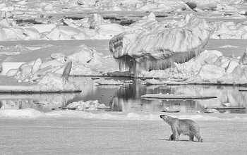 Animals, Ice, Bear, Predator, Bw, Chb, Polar Bear HD wallpaper