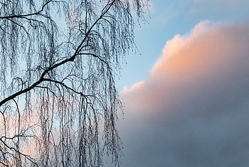 Nature, Sky, Clouds, Wood, Tree, Branches HD wallpaper